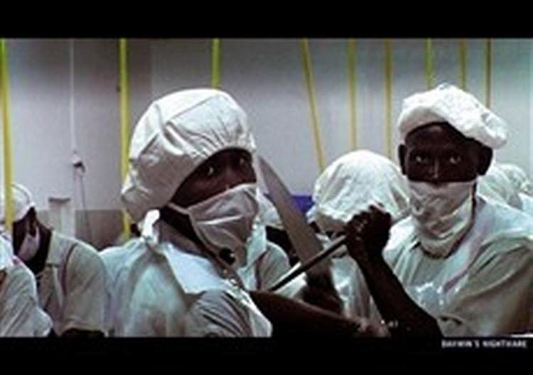 Man får næppe lyst til at spise nil-aborrer lige med det samme oven på Hubert Saupers dokumentar 'Darwins Nightmare' om kapitalismens konsekvenser i Tanzania. - Foto fra filmen 