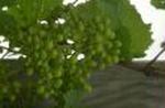 Dansk vin