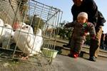 Et kinesisk barn bliver præsenteret for en due i fangenskab i Beijing. Kina oplevede i dag det andet dødsfald som følge af fugleinfluenza. - Foto: AP 