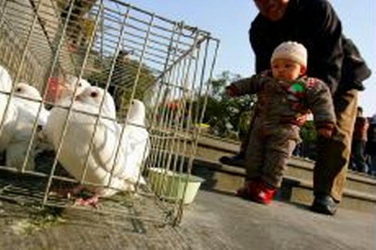 Et kinesisk barn bliver præsenteret for en due i fangenskab i Beijing. Kina oplevede i dag det andet dødsfald som følge af fugleinfluenza. - Foto: AP 