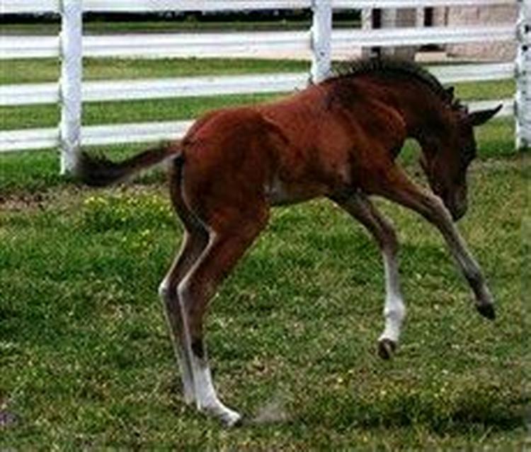 Føllet Quidam de Revel Z CL, som her er fotograferet som lille og i dag er ni måneder gammelt, er en genetisk kopi af sit berømte ophav.   Foto: Cryozootech 