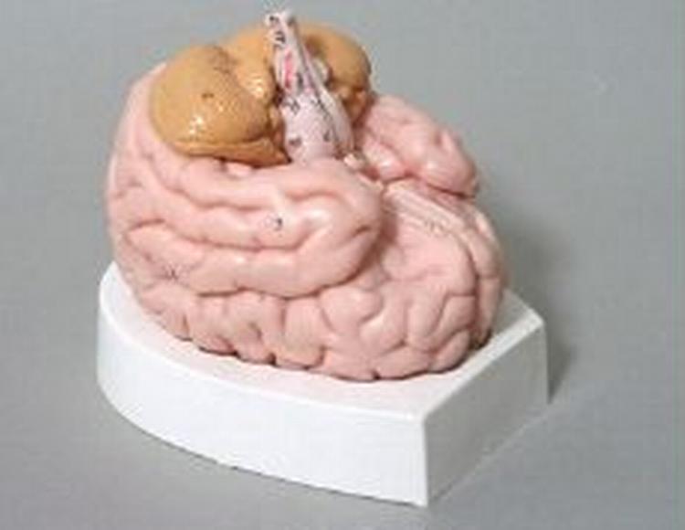 Forskere kan ikke få lov til at anvende gamle hjerner til psykiatrisk forskning - Foto: Jens Dresling 