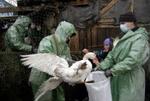 Den dødelige variant af fugleinfluenzaen, H5N1, er fundet i fjerkræ i Ukraine. Flere fjerkræbesætninger er allerede slået ned. - Foto: AP 
