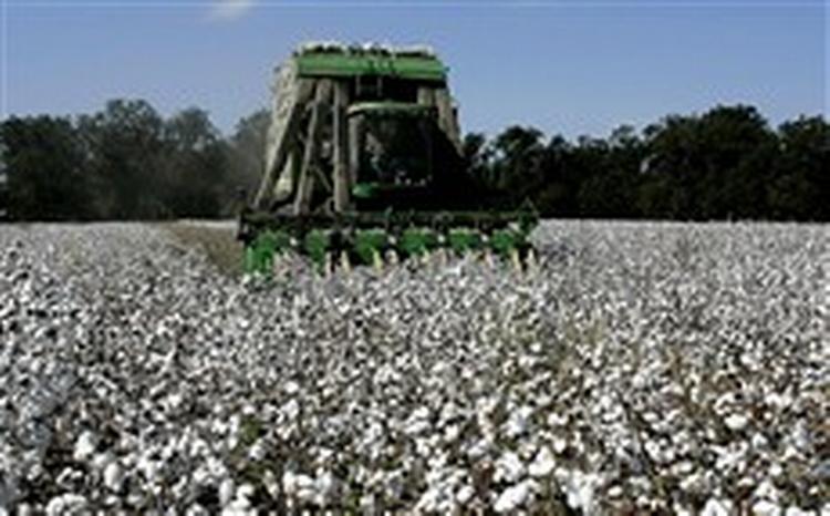 I USA har bomuld ikke samme betydning som tidligere. Alligevel holder den amerikanske regering liv i produktionen med massiv støtte. Resultatet er lave priser på verdensmarkedet og fallitter i ulandene.   Foto: Phil Coale 