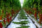 EU støtter produktionen af frugt og grønt. I Sydeuropa har støtten ført til en voldsom stigning i for eksempel tomatavlen. Det betyder, at EU-støttede flåede tomater i stort tal udkonkurrerer de afrikanske producenter.   Foto: Finn Frandsen 