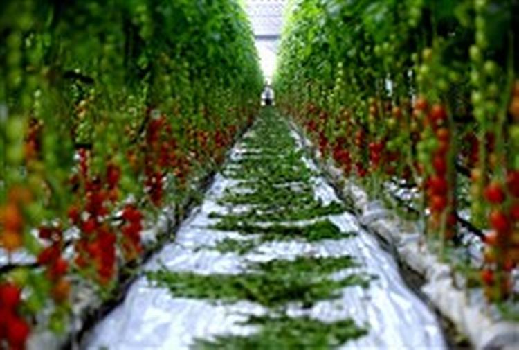 EU støtter produktionen af frugt og grønt. I Sydeuropa har støtten ført til en voldsom stigning i for eksempel tomatavlen. Det betyder, at EU-støttede flåede tomater i stort tal udkonkurrerer de afrikanske producenter.   Foto: Finn Frandsen 