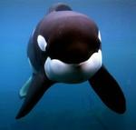 Spækhuggeren 'Keiko' der spillede hovedrollen i filmen 'Befri Willy'. - Foto: AP 