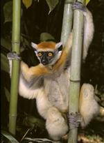 Den gyldenkronede Sifaka er en af de 794 truede arter. - Foto: David Haring/Duke University Primate Center 