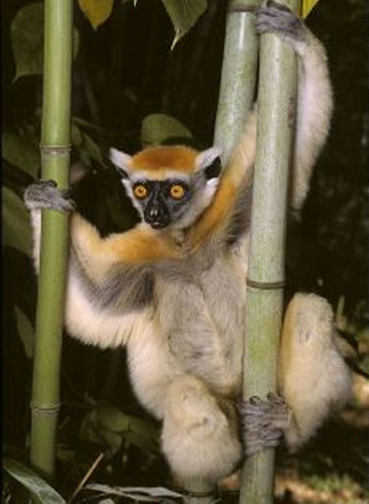Den gyldenkronede Sifaka er en af de 794 truede arter. - Foto: David Haring/Duke University Primate Center 
