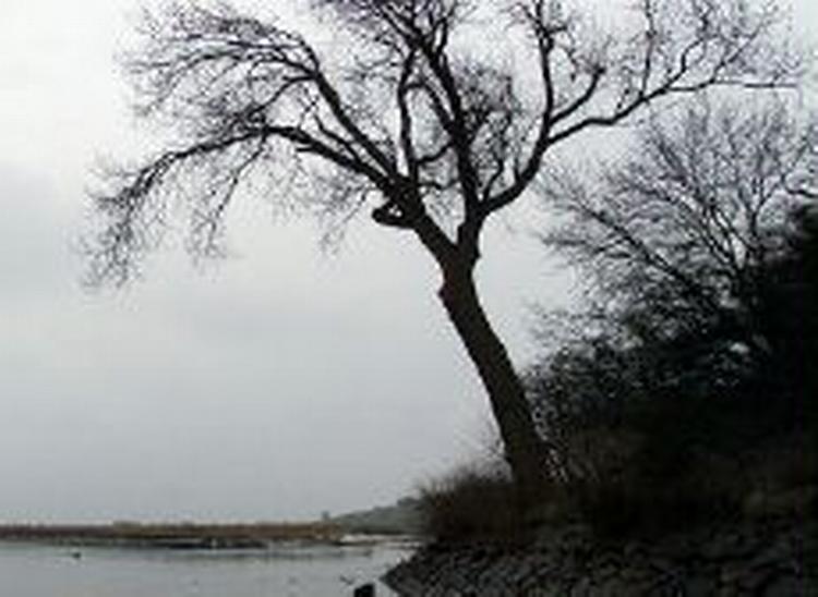 Årets jul bliver - desværre - næppe hvid. - Arkivfoto: Lars Skaaning 