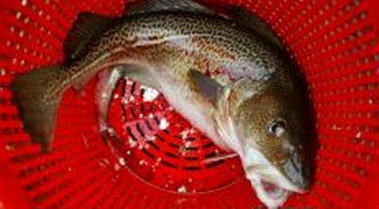 EU's fiskeritiministre er blevet enige om de nye kvoter i Østersøen for 2006 - Foto: Thomas Borberg 