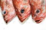 De danske fiskere er generelt godt tilfredse med den nye fiskeriaftale. - Foto: Martin Bubandt 