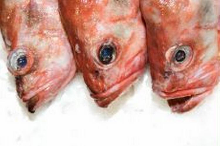 De danske fiskere er generelt godt tilfredse med den nye fiskeriaftale. - Foto: Martin Bubandt 
