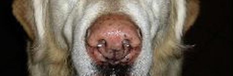 - Modelfoto: Thomas Borberg 