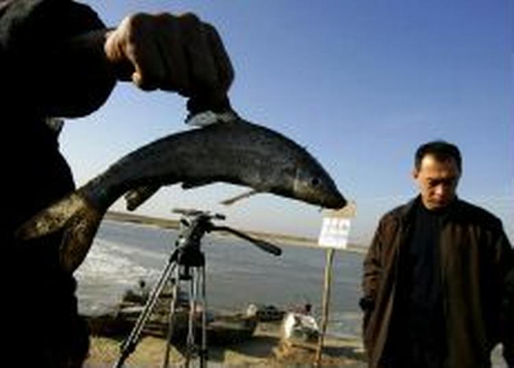 Fiskene i den kinesiske Songhua flod bliver testet for indhold af giftige stoffer fra kemikalieudslippet. - Arkivfoto: AP 