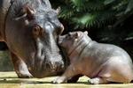 I august i år blev Gregor født af moderen Nicole i Berlin Zoo. Så der er en ung erstatning, nu da 53-årige Bullette er død i Berlin Zoo. - Arkivfoto: AP 