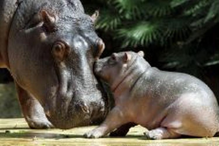 I august i år blev Gregor født af moderen Nicole i Berlin Zoo. Så der er en ung erstatning, nu da 53-årige Bullette er død i Berlin Zoo. - Arkivfoto: AP 