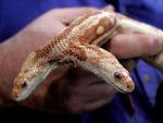 <b>To for ens pris:</b> St. Louis World Aquarium sætter den unikke slange til salg. Minimumsprisen er 150.000 dollar. - Foto: AP 