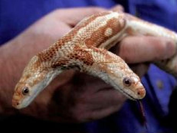 <b>To for ens pris:</b> St. Louis World Aquarium sætter den unikke slange til salg. Minimumsprisen er 150.000 dollar. - Foto: AP 