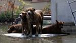 Der forlyder rapporter om en stigning i antallet af hvalpe i de Katrina-ramte områder. Her venter er det en flok hjemløsehunde på toppen af en bil i New Orleans. - Foto: AP 