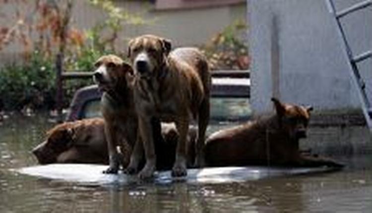 Der forlyder rapporter om en stigning i antallet af hvalpe i de Katrina-ramte områder. Her venter er det en flok hjemløsehunde på toppen af en bil i New Orleans. - Foto: AP 