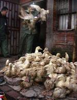 Endnu et tyrkisk barn er omkommet efter at være blevet smittet med den farlige fugleinfluenza, H5N1. - Foto: AP 