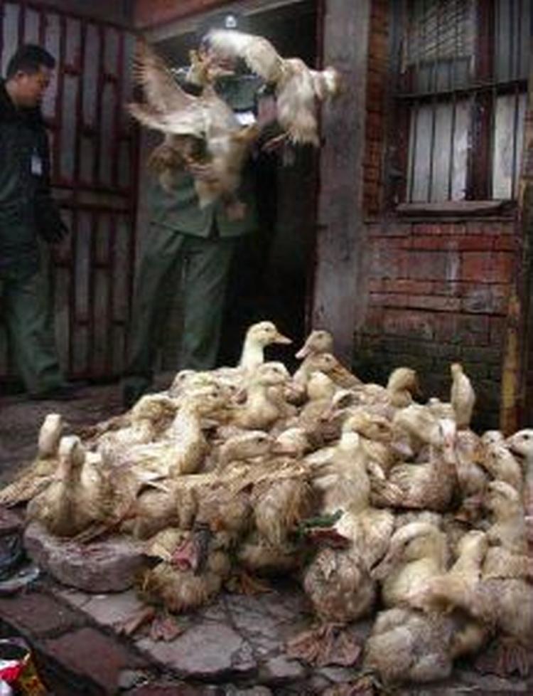 Endnu et tyrkisk barn er omkommet efter at være blevet smittet med den farlige fugleinfluenza, H5N1. - Foto: AP 