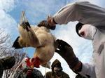 21 mennesker er blevet indlagt til observation for fugleinfluenza i Tyrkiet - Foto: AP 