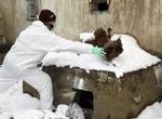 Fjerkræ indfanges af folk fra det tyrkiske landbrugsministerium i Dogubayazit i det østlige Tyrkiet, hvor fugleinfluenza har dræbt tre børn. - Foto: AP 
