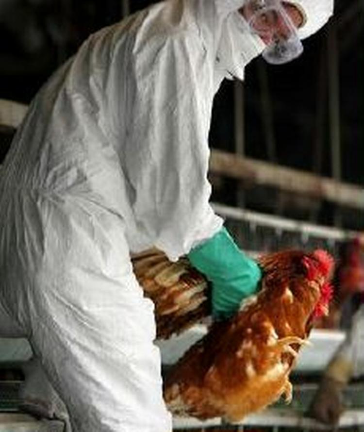 Da det blev bekræftet, at udbruddet var det farlige virus H5N1, blev yderligere 42.000 fugle gasset i Kina. - Foto: AP 