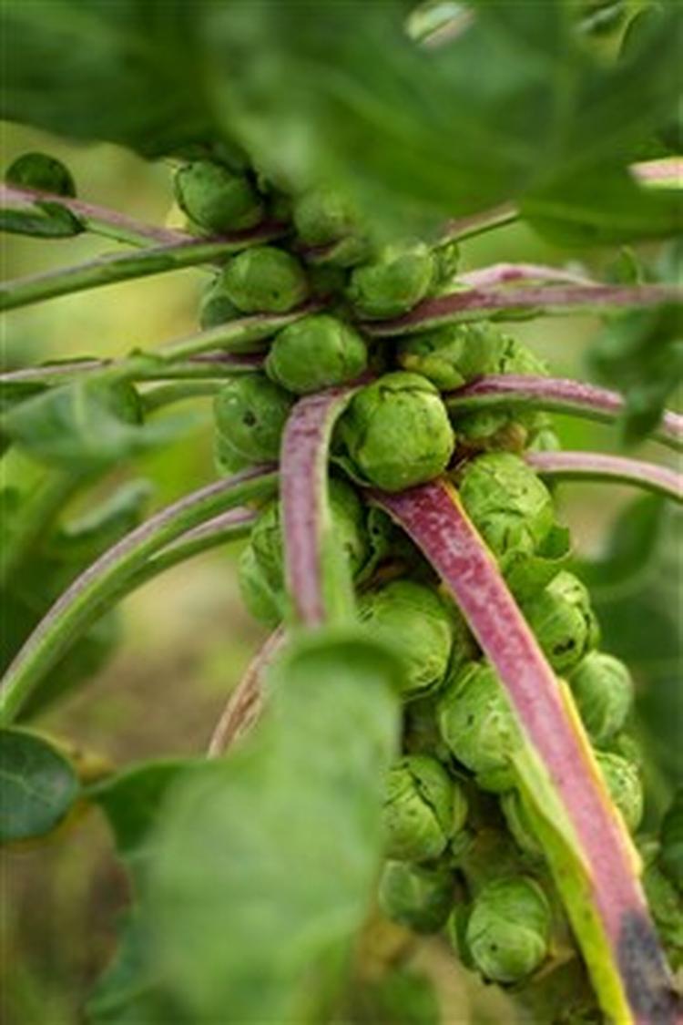 Foto: Thomas Borberg 