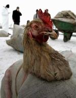 18 mennesker er konstateret smittet med fugleinfluenza i Tyrkiet - Foto: AP 