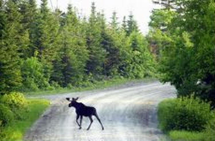 Elgene i Finland koster skovejerne dyrt. Her er det en amerikansk artsfælle - sikkert på vej mod et festmåltid. - Arkivfoto: AP 
