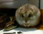 JAPAN HAMSTER AND SNAKE