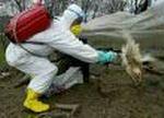 TURKEY BIRD FLU