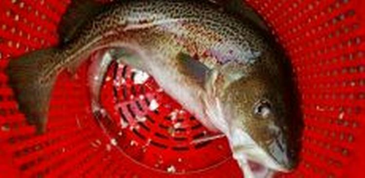 Danske fiskere fisker 'sorte' fisk som aldrig før - Foto: Thomas Borberg 