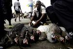 Fugle er en stor handelsvare på markedet i den nigerianske hovedstad Lagos.   Foto: George Osodi/AP 