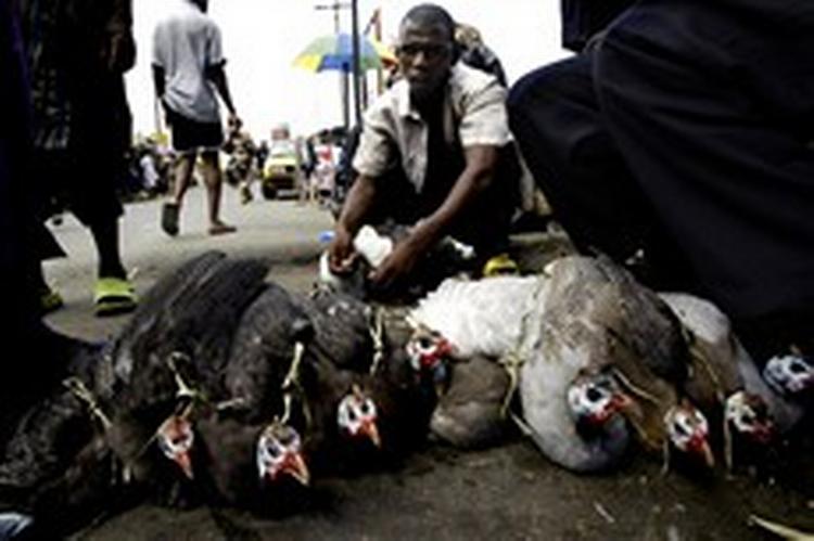 Fugle er en stor handelsvare på markedet i den nigerianske hovedstad Lagos.   Foto: George Osodi/AP 
