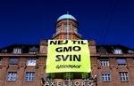 Greenpeace i aktion mod genmodificerede organismer (GMO) i landbruget. Foto: Miriam Dalsgaard 