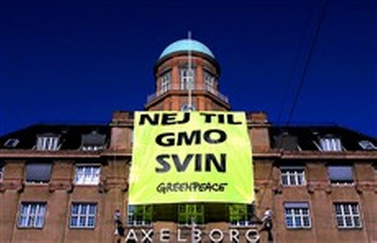Greenpeace i aktion mod genmodificerede organismer (GMO) i landbruget. Foto: Miriam Dalsgaard 