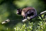 12 tidligere forsøgsaber holder til i den zoologiske have. - Foto: Rasmus Baaner 
