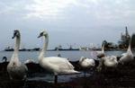 Tre af de vilde svaner her fra havnen ved Stavros i Grækenland er testet positive for den dødelige H5N1-variant af fugleinfluenza. - Foto: AP 
