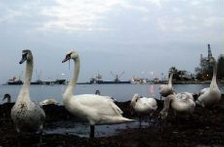 Tre af de vilde svaner her fra havnen ved Stavros i Grækenland er testet positive for den dødelige H5N1-variant af fugleinfluenza. - Foto: AP 