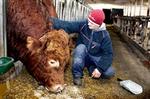 De indsatte i Sdr. Omme er med til at producere økomælk. - Foto: Rasmus Baaner 