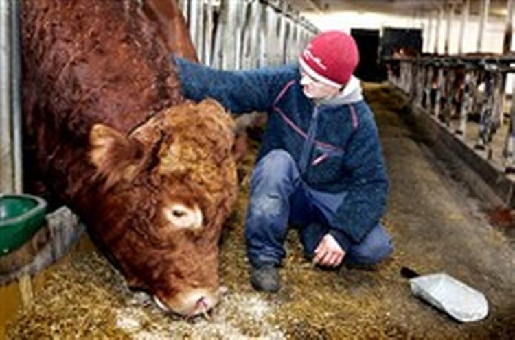 De indsatte i Sdr. Omme er med til at producere økomælk. - Foto: Rasmus Baaner 