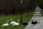 Vilde svaner og ænder i en park i Slovenien, hvor det første tilfælde af fugleinfluenza i dag testes for den farlige H5N1-virus. Kontrol med trækfugle intensiveres i Europa. - Foto: AP 