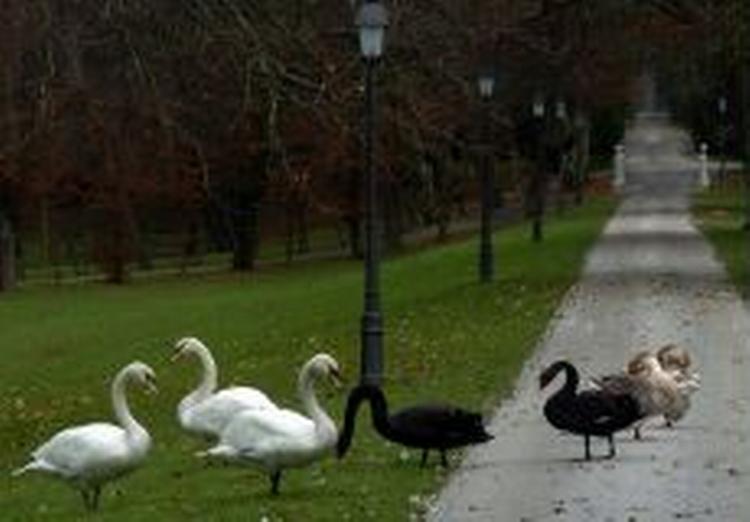 Vilde svaner og ænder i en park i Slovenien, hvor det første tilfælde af fugleinfluenza i dag testes for den farlige H5N1-virus. Kontrol med trækfugle intensiveres i Europa. - Foto: AP 