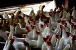 Høns i Danmark er blevet tvunget indendøre. Fugleinfluenzaen er på vej op gennem Europa, og en global indsats mod sygdommen bliver nødvendig, mener eksperter. - Arkivfoto: Lars Skåning 
