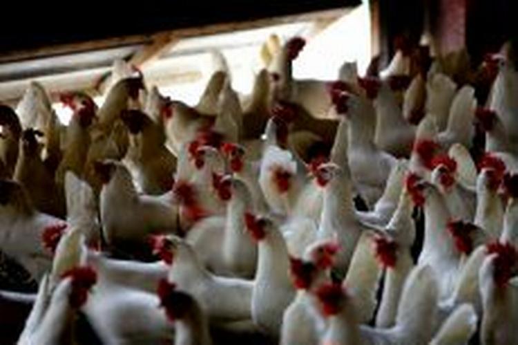 Høns i Danmark er blevet tvunget indendøre. Fugleinfluenzaen er på vej op gennem Europa, og en global indsats mod sygdommen bliver nødvendig, mener eksperter. - Arkivfoto: Lars Skåning 