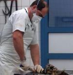 Også i Tyskland testes fugle fortsat for fugleinfluenza. Her dissekeres en fugl i et tysk laboratorium i Frankfurt. - Foto: AP 